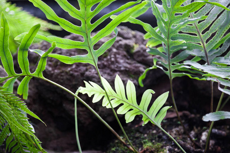 石头 岩石 树叶 植物 丛林 森林