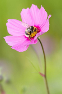夏季 五颜六色 蜜蜂 大黄蜂 五花八门 花蜜 菊科 美极了