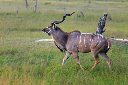 羚羊 草原 大草原 野生动物 非洲 库杜 哺乳动物 反刍动物