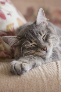 closeup face of a tabby kitten sleeping on bed 