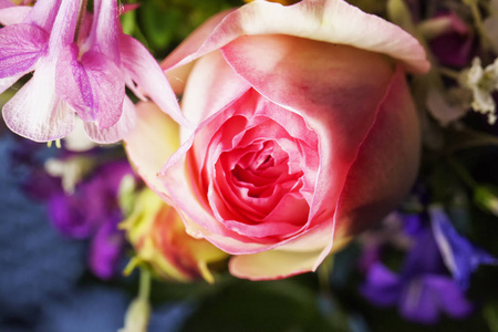 情人 特写镜头 在里面 自然 假日 粉红色 花瓣 浪漫 植物