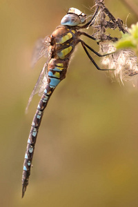 植物 公园 春天 特写镜头 动物群 蜻蜓 野生动物 花园