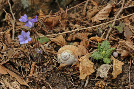 苔类 特写镜头 肝片 春天 植物 开花 报春花 蜗牛 繁荣