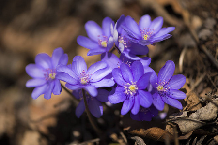 野花 自然 植物 春天 花的 颜色 紫罗兰 盛开 花瓣 美女