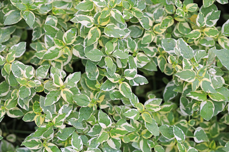 郁郁葱葱 木材 植物 美丽的 季节 草地 墙纸 夏天 领域