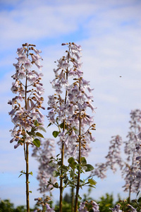 美丽的 花的 季节 花瓣 植物学 领域 春天 植物 西班牙