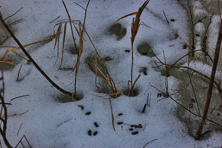 从上面看到的一堆山羊粪便.照片
