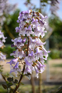季节 花的 开花 盛开 美女 植物 紫色 植物区系 花瓣