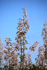 自然 盛开 花的 领域 颜色 植物学 植物区系 春天 植物