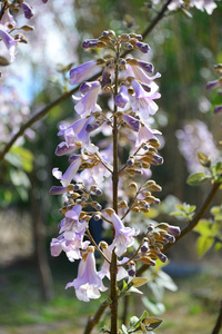 花的 特写镜头 颜色 植物区系 夏天 盛开 植物 自然 花瓣