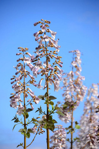 美丽的 春天 开花 花的 夏天 分支 植物区系 花园 粉红色