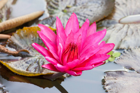 花园 特写镜头 植物学 花瓣 美丽的 夏天 粉红色 园艺