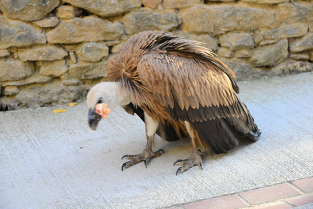 野生动物 猎物 西班牙 动物 欧洲 自然 猛禽 羽毛 眼睛