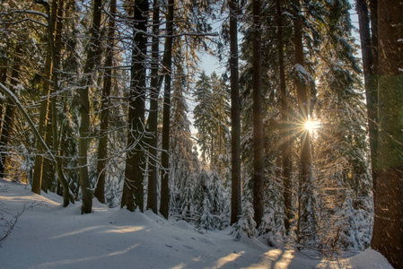 Snowy trees in winter landscape. Beskydy mountains in winter sun