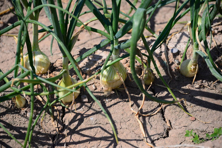 生长 收获 花园 农场 植物 食物 土壤 领域 夏天 自然