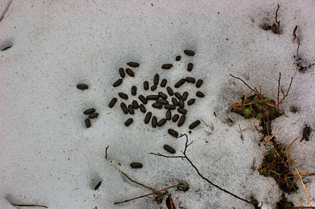 从上面看到的一堆山羊粪便.照片
