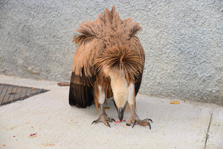 西班牙 羽毛 猛禽 特写镜头 捕食者 动物群 美丽的 自然