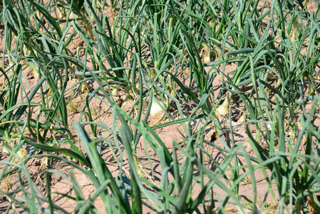 颜色 夏天 环境 春天 植物区系 领域 特写镜头 季节 洋葱