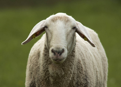 山羊 羊毛 放牧 农事 农场 农业 动物 牲畜 乡村 夏天
