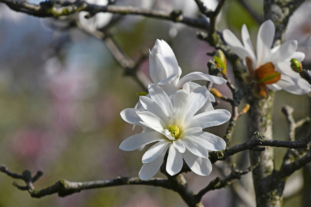 新的 树叶 春天 植物 细枝 自然 分支 开花