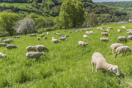 乡村 农场 走廊 羊毛 吃草 山谷 羔羊 农事 来源 夏天