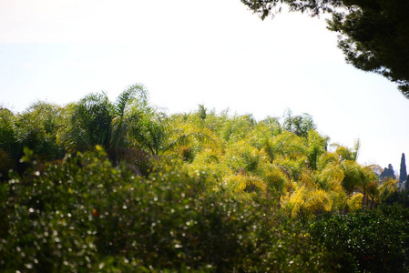 自然 公园 太阳 美丽的 西班牙 季节 木材 植物区系 旅行