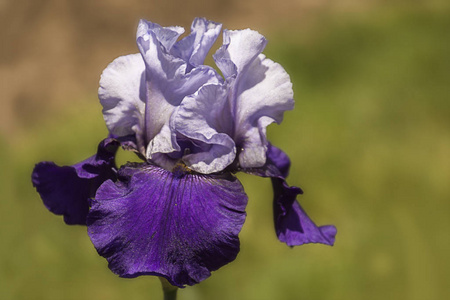 颜色 美丽的 花园 紫色 繁荣 自然 花瓣 夏天 盛开 虹膜