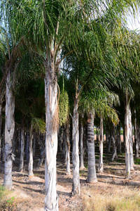 亚洲 风景 公园 旅行 古老的 天空 植物 西班牙 棕榈