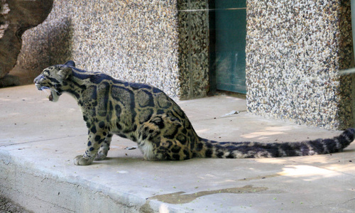 自然 豹子 毛皮 食肉动物 猎人 猫科动物 捕食者 危险