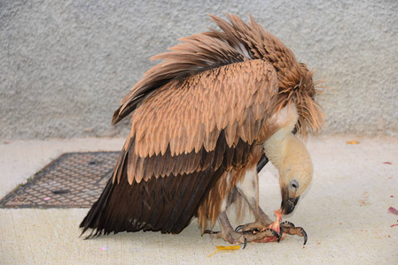 猛禽 猎人 野生动物 翅膀 自然 猎物 美丽的 捕食者 西班牙