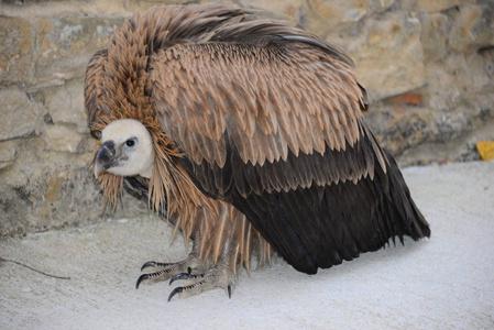自然 西班牙 动物园 猎物 动物 野生动物 猛禽 羽毛 特写镜头
