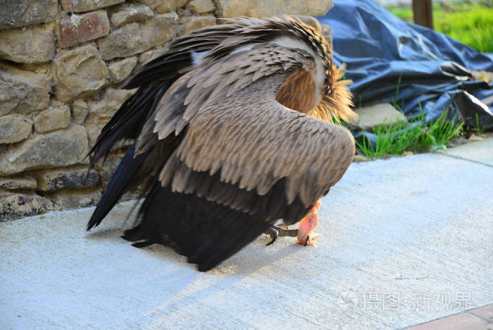 自由 猛禽 捕食者 翅膀 眼睛 欧洲 自然 羽毛 西班牙