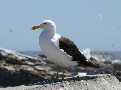 夏天 海滩 自由 野生动物 海洋 旅行 海岸 自然 海鸟