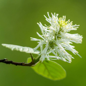 美丽的 分支 自然 花园 特写镜头 植物 浮渣 花的 植物区系