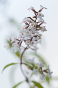 樱桃 植物区系 美女 春天 花瓣 自然 美丽的 特写镜头