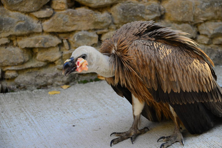 猎物 动物园 权力 猛禽 欧洲 自然 西班牙 肖像 眼睛