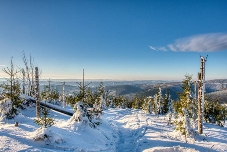白雪皑皑的冬季森林，日落时有云杉树。捷克欧洲