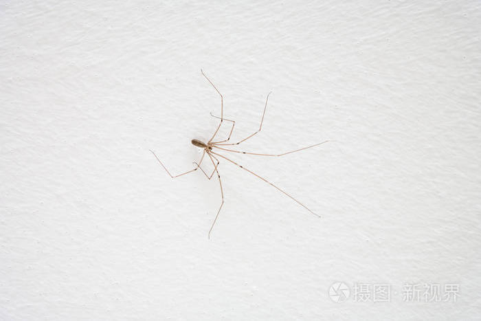 白色墙上常见的家用长腿蜘蛛特写照片 正版商用图片28nysn 摄图新视界 白色墙上常见的家用长腿蜘蛛特写照片 正版商用图片28nysn 摄图新视界