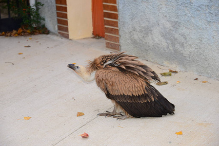 美丽的 捕食者 羽毛 特写镜头 猛禽 自然 眼睛 西班牙