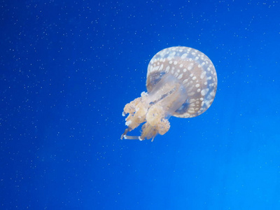 海洋 美丽的 水母 自然 潜水 深的 游泳 动物 水下 水族馆