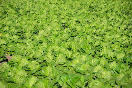 草地 环境 夏天 植物 西班牙 季节 自然 生长 沙拉 颜色