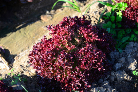 生长 春天 美丽的 食物 植物区系 紫色 西班牙 花园 颜色