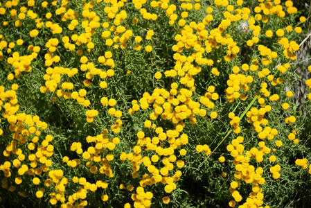 季节 花园 植物 甘菊 开花 领域 花的 西班牙 春天 植物区系