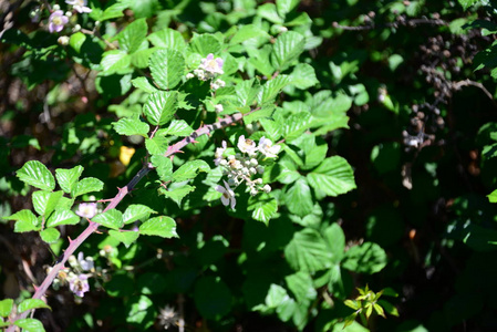 自然 美丽的 分支 夏天 黑莓 季节 植物区系 开花 森林