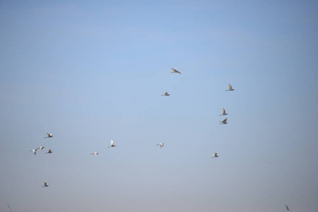 航班 羽毛 风景 苍鹭 西班牙 天空 动物 美女 和平 自由