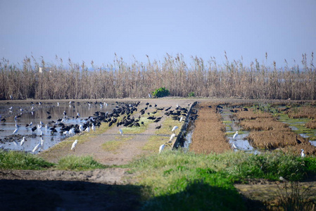 动物 领域 农业 风景 食物 春天 野生动物 苍鹭 草地