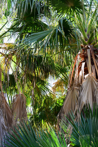 植物 美丽的 风景 森林 西班牙 旅行 生长 棕榈 树叶