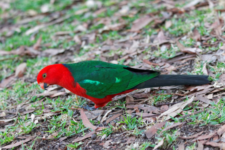 澳大利亚 国王 可爱的 颜色 雨林 鹦鹉 动物 森林 美丽的