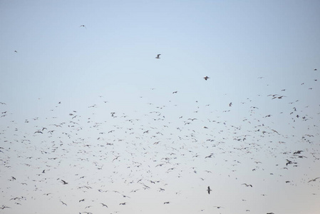 海鸥 美丽的 风景 羽毛 动物 野生动物 自由 苍鹭 自然