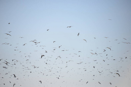 翅膀 羽毛 自由 自然 苍鹭 西班牙 野生动物 夏天 航班